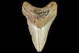 Fossil Megalodon Tooth - North Carolina #109836-1